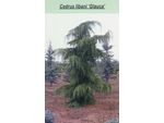 Подробнее о отзывы о Саженцы дерева Кедр ливанский Глаука