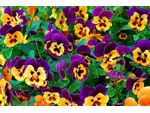 Подробнее о Цветы для вазонов Виола крупноцветковая в ассортименте от 54 штук