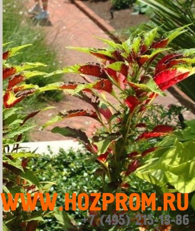 Амарант трехцветный 'Аурора' Amaranthus tricolor 'Aurora'