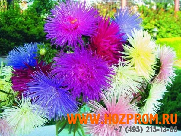 Цветы для вазонов Астра в ассортименте от 54 штук